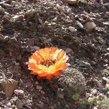 Una foto de Echinopsis marsoneri