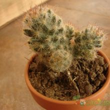 A photo of Mammillaria prolifera