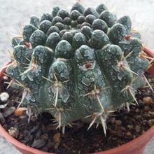 A photo of Parodia mammulosa subsp. submammulosus