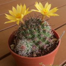 A photo of Mammillaria beneckei