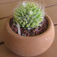 A photo of Mammillaria decipiens ssp. albescens