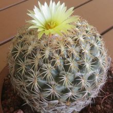 Una foto de Coryphantha pallida subsp. pseudoradians