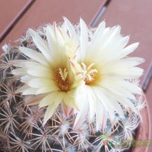 Una foto de Coryphantha pallida subsp. pseudoradians