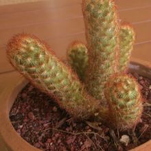 A photo of Mammillaria elongata