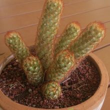 A photo of Mammillaria elongata