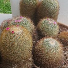 A photo of Mammillaria rhodantha ssp. rhodantha