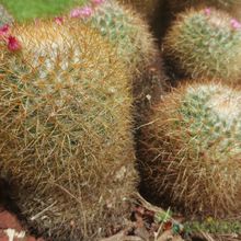 A photo of Mammillaria rhodantha ssp. rhodantha