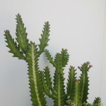 A photo of Euphorbia lactea