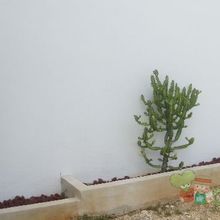 A photo of Euphorbia lactea