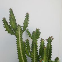 A photo of Euphorbia lactea