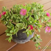 Una foto de Mesembryanthemum cordifolium