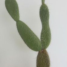 A photo of Opuntia polyacantha var. erinacea