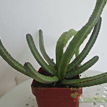 Una foto de Euphorbia heterochroma