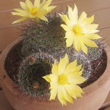A photo of Mammillaria beneckei