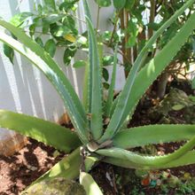 Aloe vera