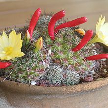 A photo of Mammillaria beneckei