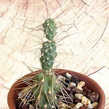 Foto de un cactus que se está identificando actualmente