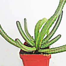 A photo of Euphorbia heterochroma