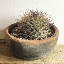 Photo of a cactus currently being identified