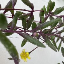 A photo of Othonna capensis