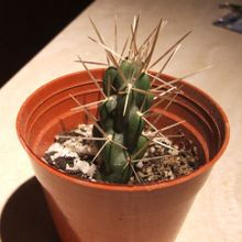Una foto de Cylindropuntia tunicata