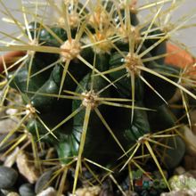 Una foto de Echinocactus grusonii