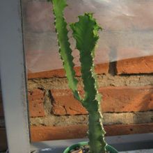 A photo of Euphorbia triangularis