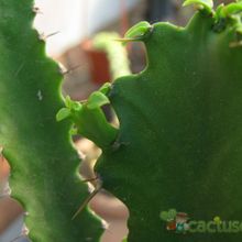 A photo of Euphorbia triangularis