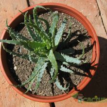 A photo of Aloe florenceae
