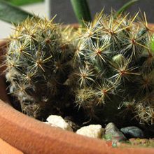 A photo of Mammillaria prolifera