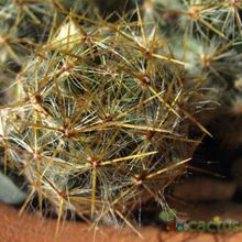 A photo of Mammillaria prolifera
