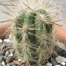 A photo of Oreocereus celsianus