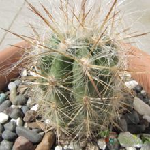 A photo of Oreocereus celsianus