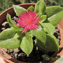 A photo of Mesembryanthemum cordifolium