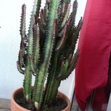 A photo of Euphorbia trigona var. rubra