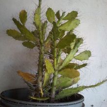 A photo of Brasiliopuntia brasiliensis