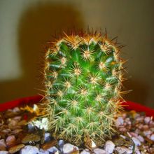 Una foto de Mammillaria columbiana ssp. yucatanensis