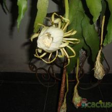 Una foto de Epiphyllum oxypetalum