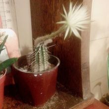 Una foto de Echinopsis mirabilis