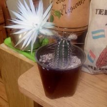 Una foto de Echinopsis mirabilis