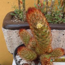 Una foto de Mammillaria elongata