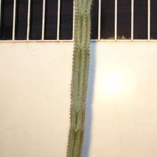 A photo of Pilosocereus pachycladus