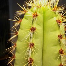 A photo of Pilosocereus pachycladus