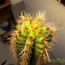 A photo of Pilosocereus pachycladus