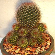 Mammillaria zeilmanniana