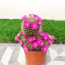 Una foto de Mammillaria zeilmanniana