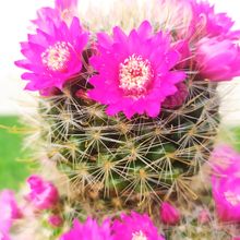 Una foto de Mammillaria zeilmanniana