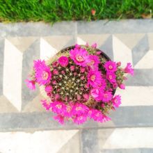 Una foto de Mammillaria zeilmanniana