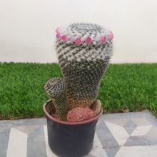 Una foto de Mammillaria hahniana ssp. woodsii