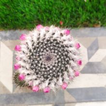 Una foto de Mammillaria hahniana ssp. woodsii